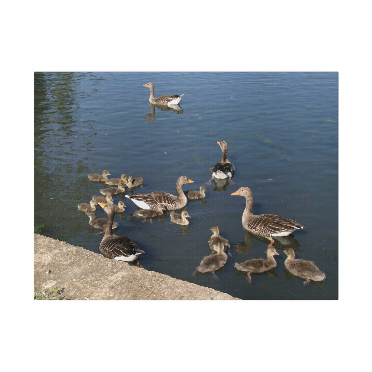 Goslings And Their Mothers, Matte Canvas, Stretched, 0.75" - The Trio Synergize Group