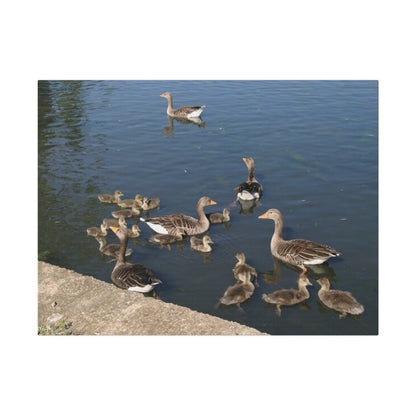 Goslings And Their Mothers, Matte Canvas, Stretched, 0.75" - The Trio Synergize Group