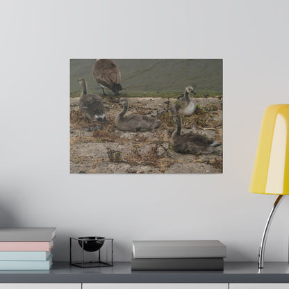 Goslings, Matte Canvas, Stretched, 0.75" - The Trio Synergize Group