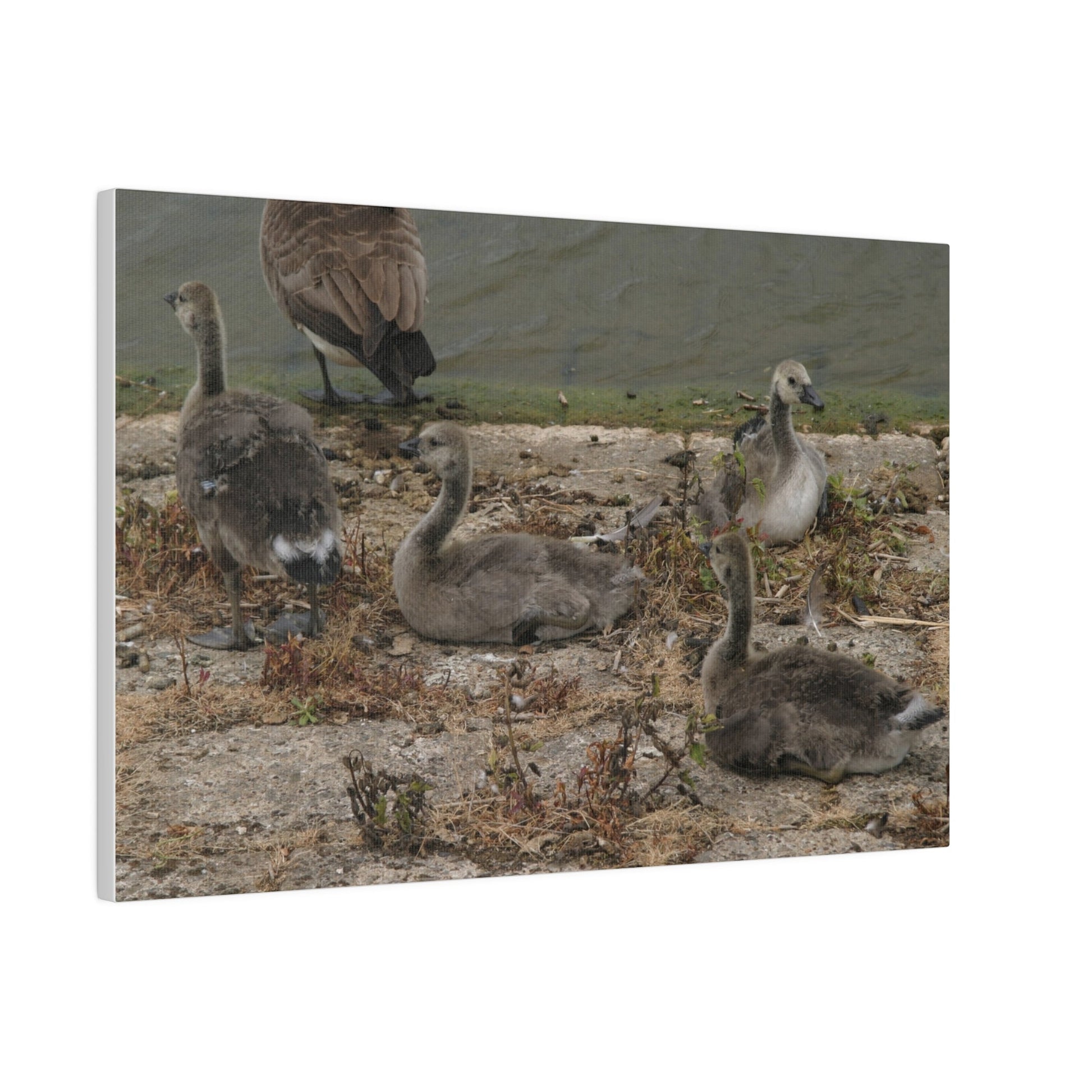 Goslings, Matte Canvas, Stretched, 0.75" - The Trio Synergize Group