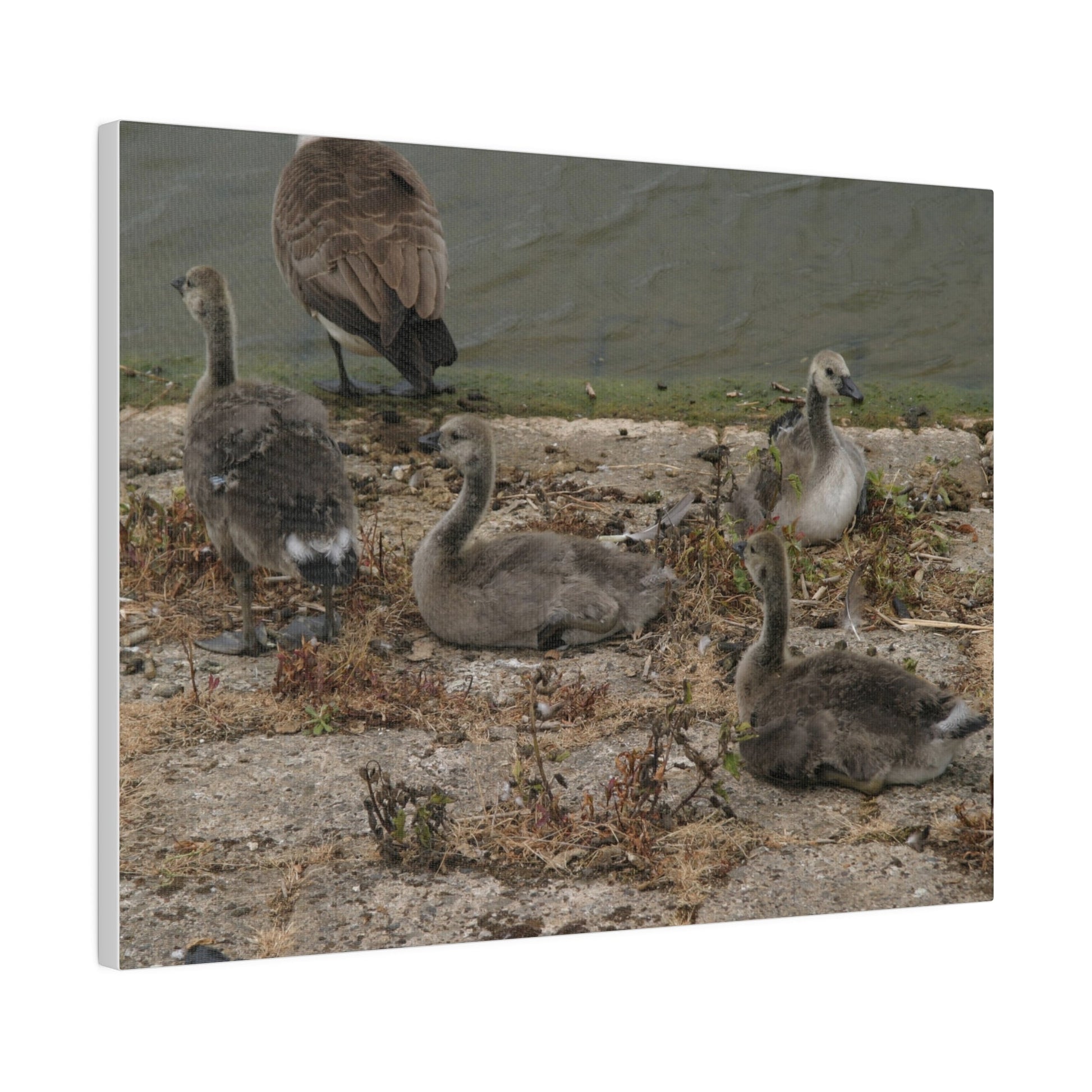 Goslings, Matte Canvas, Stretched, 0.75" - The Trio Synergize Group