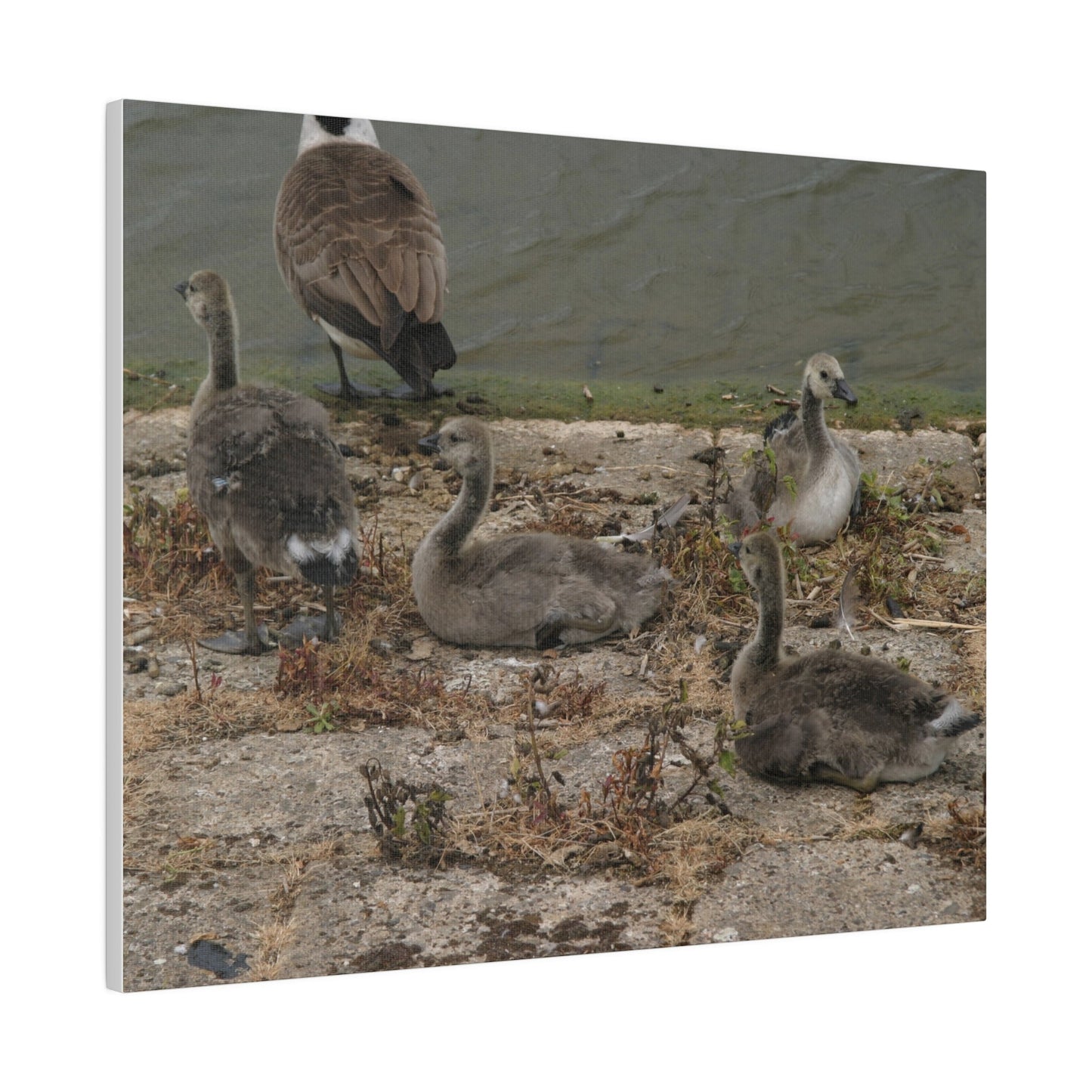 Goslings, Matte Canvas, Stretched, 0.75" - The Trio Synergize Group