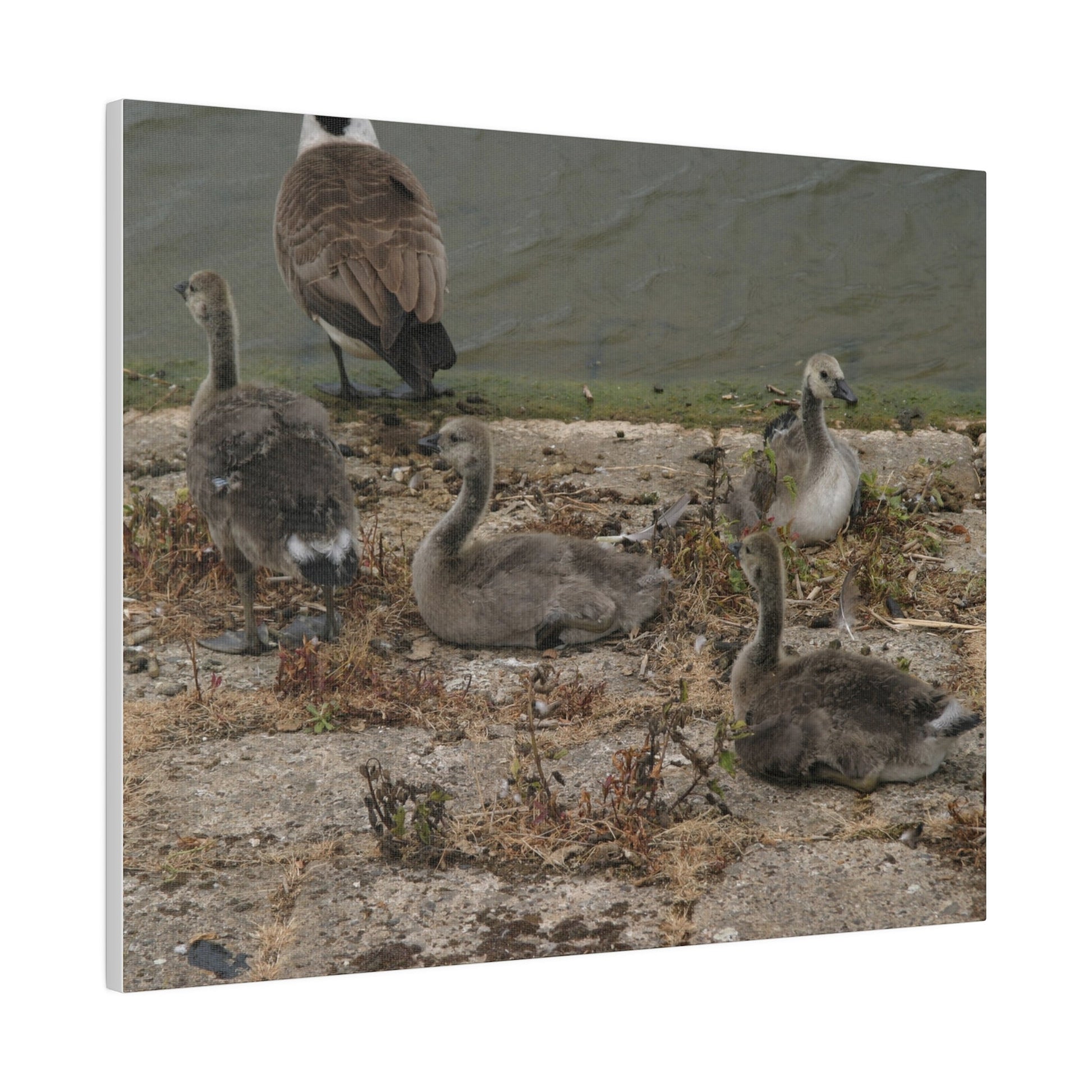 Goslings, Matte Canvas, Stretched, 0.75" - The Trio Synergize Group