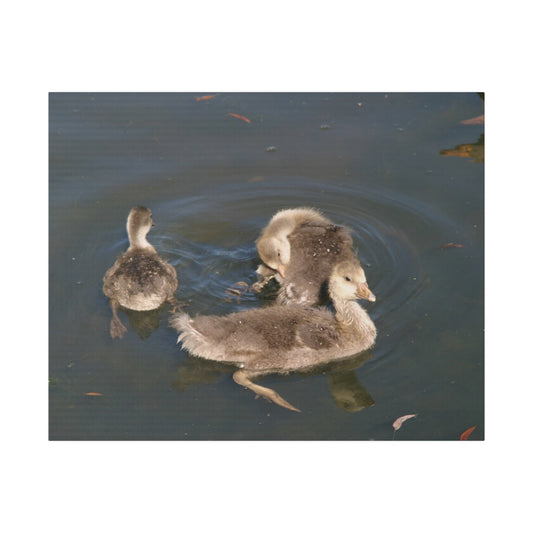 Goslings Swimming Canvas Print - The Trio Synergize Group