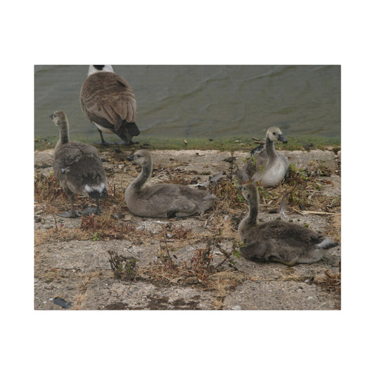 Goslings, Matte Canvas, Stretched, 0.75" - The Trio Synergize Group