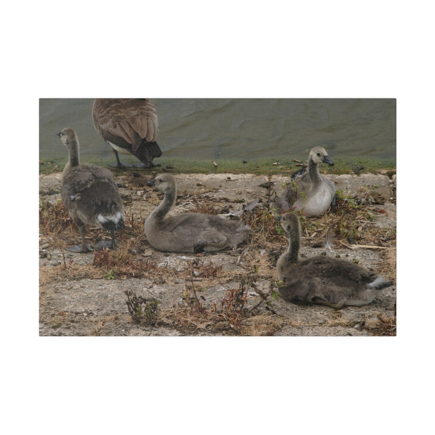 Goslings, Matte Canvas, Stretched, 0.75" - The Trio Synergize Group