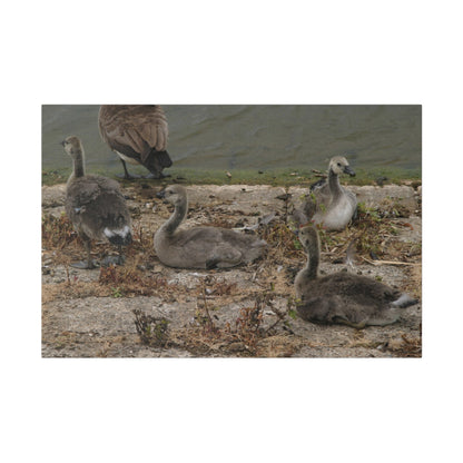 Goslings, Matte Canvas, Stretched, 0.75" - The Trio Synergize Group
