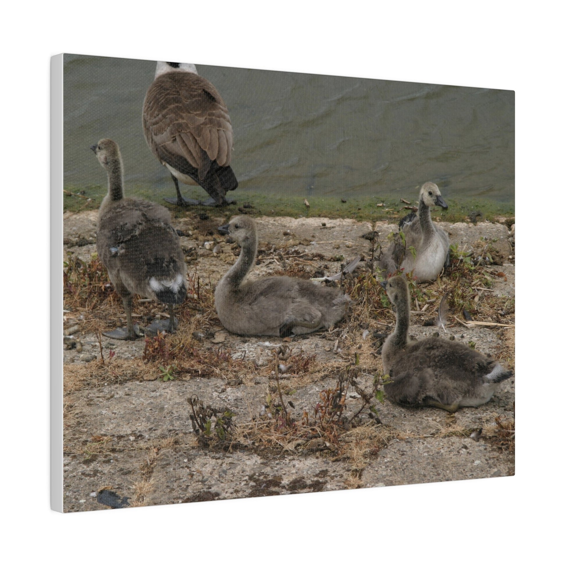 Goslings, Matte Canvas, Stretched, 0.75" - The Trio Synergize Group