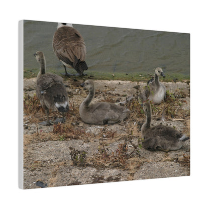 Goslings, Matte Canvas, Stretched, 0.75" - The Trio Synergize Group