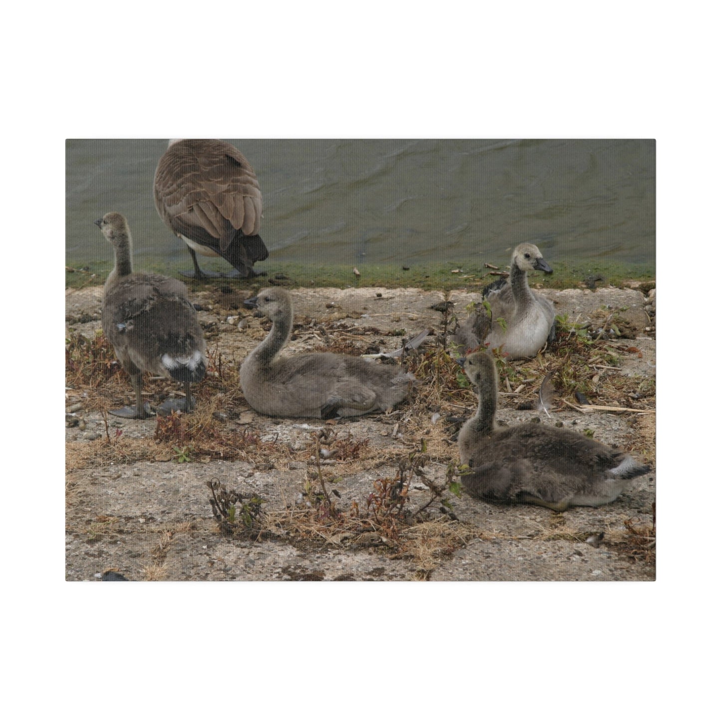 Goslings, Matte Canvas, Stretched, 0.75" - The Trio Synergize Group