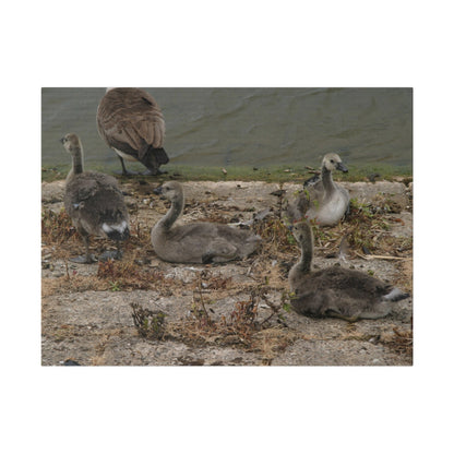 Goslings, Matte Canvas, Stretched, 0.75" - The Trio Synergize Group