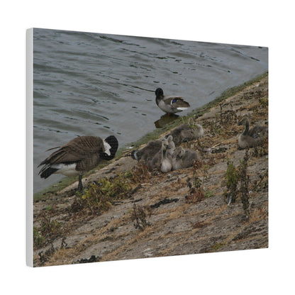 Goslings With Their Mum, Canvas Print - The Trio Synergize Group