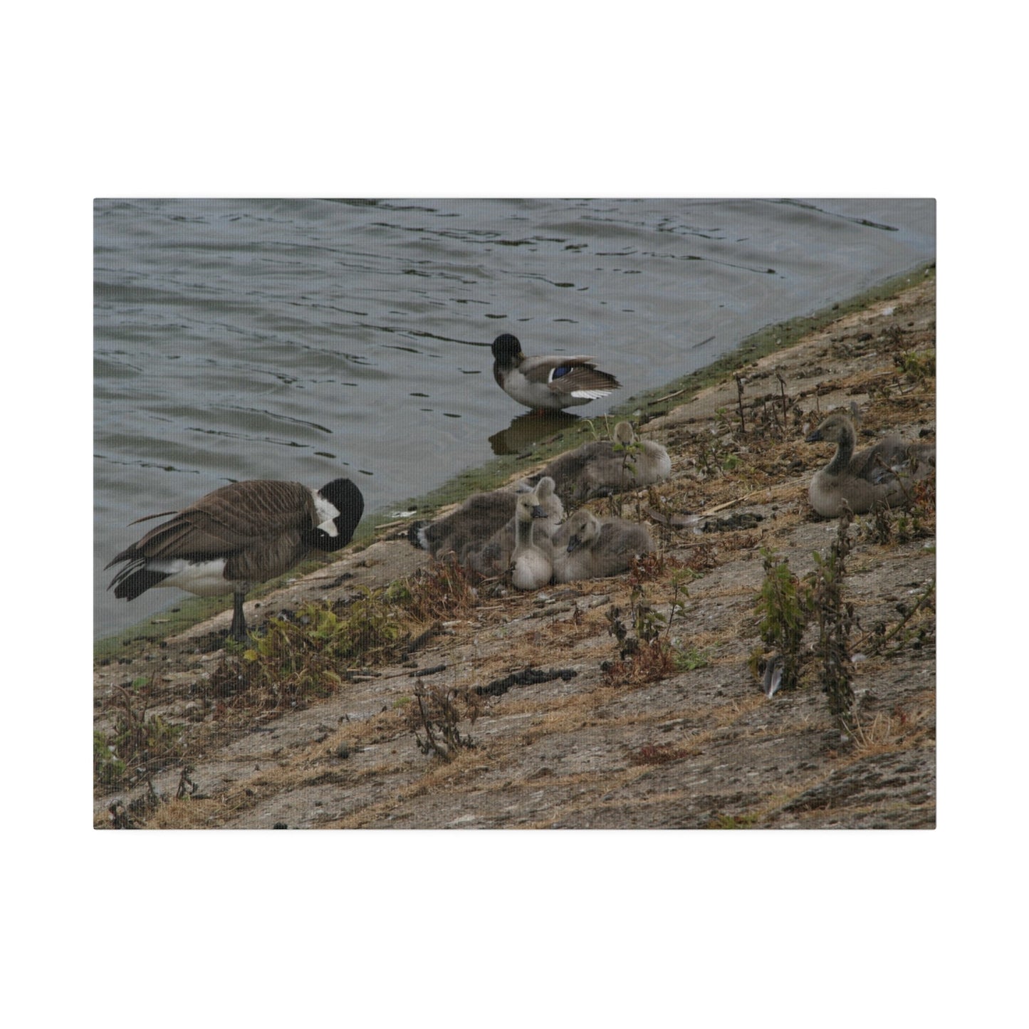 Goslings With Their Mum, Canvas Print - The Trio Synergize Group