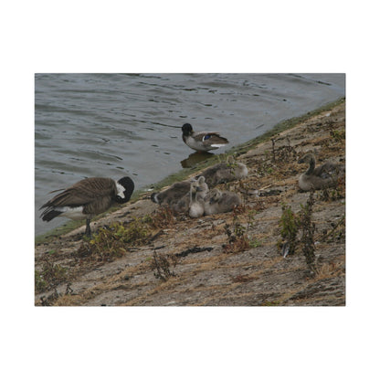 Goslings With Their Mum, Canvas Print - The Trio Synergize Group