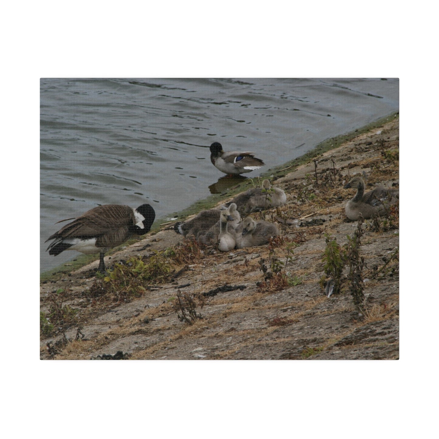 Goslings With Their Mum, Canvas Print - The Trio Synergize Group