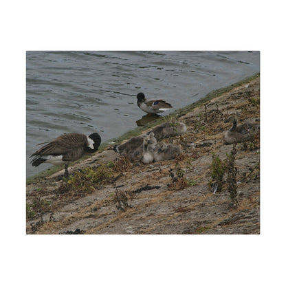 Goslings With Their Mum, Canvas Print - The Trio Synergize Group
