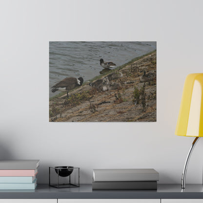 Goslings With Their Mum, Canvas Print - The Trio Synergize Group