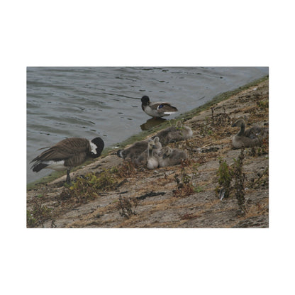 Goslings With Their Mum, Canvas Print - The Trio Synergize Group