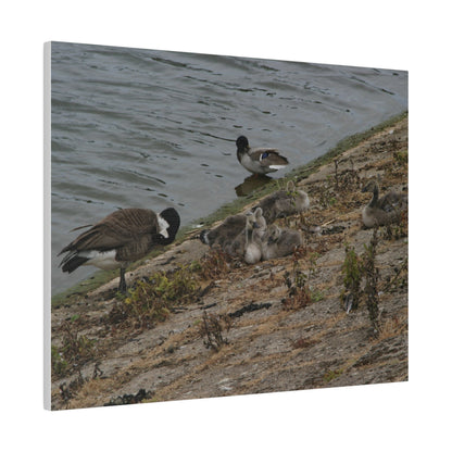 Goslings With Their Mum, Canvas Print - The Trio Synergize Group