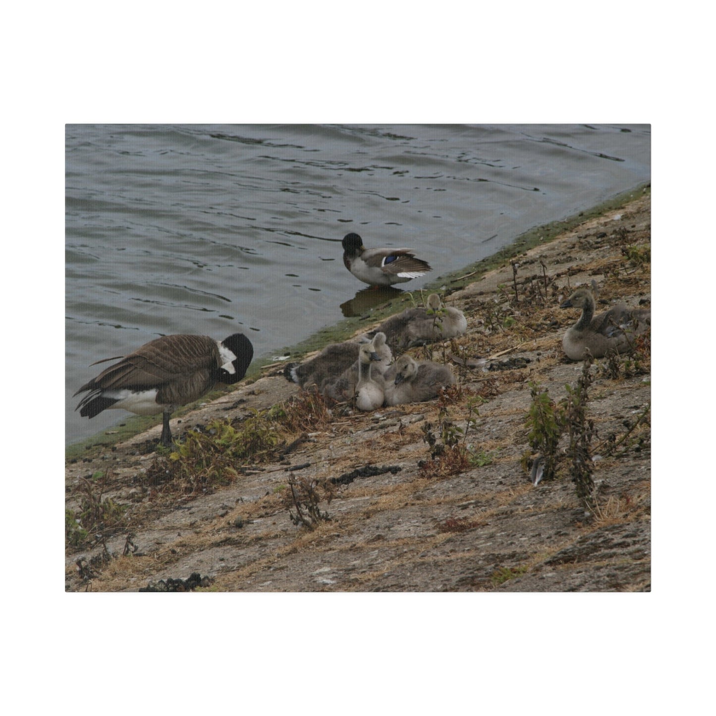 Goslings With Their Mum, Canvas Print - The Trio Synergize Group