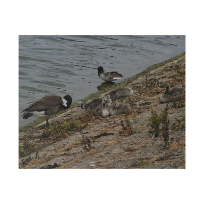 Goslings With Their Mum, Canvas Print - The Trio Synergize Group