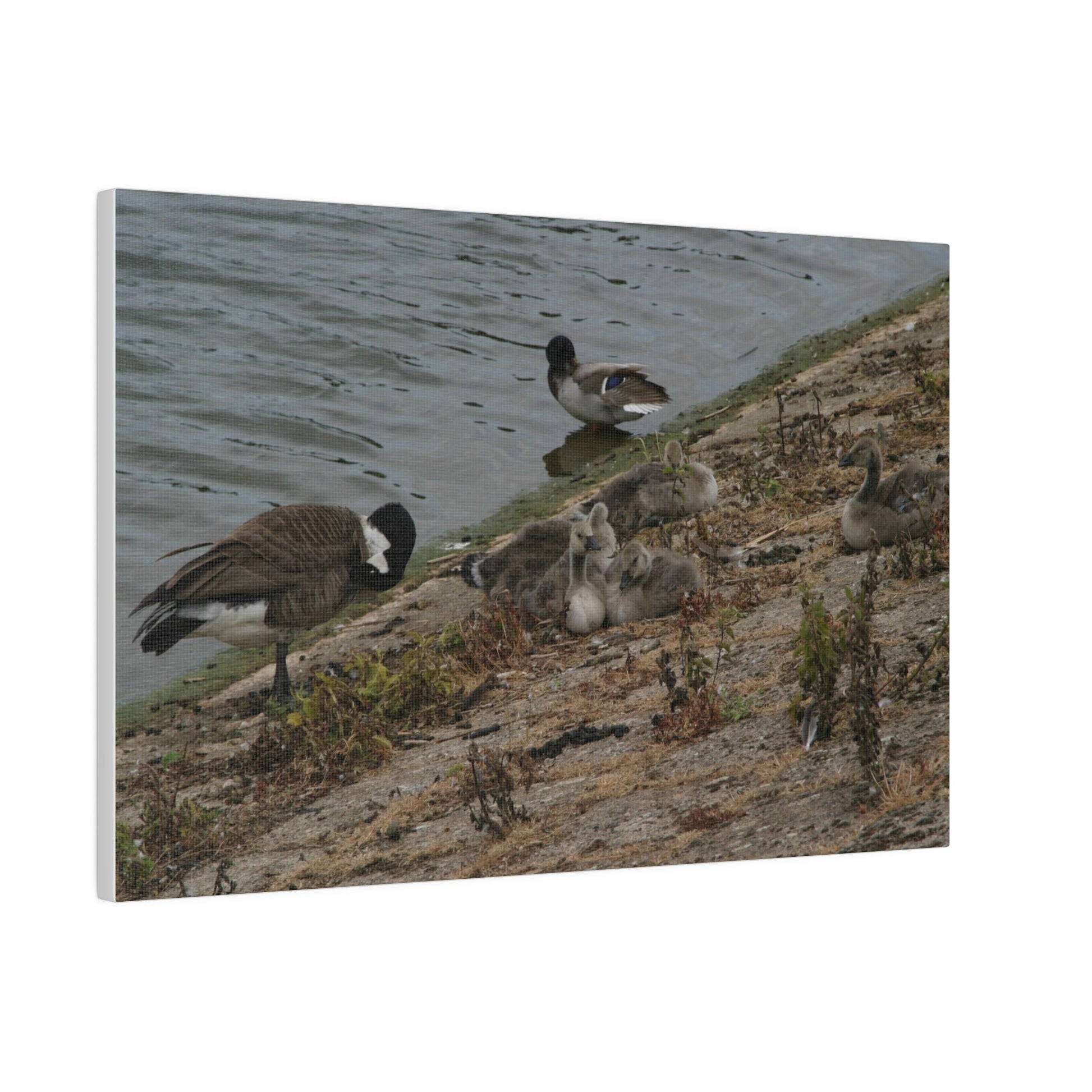 Goslings With Their Mum, Canvas Print - The Trio Synergize Group