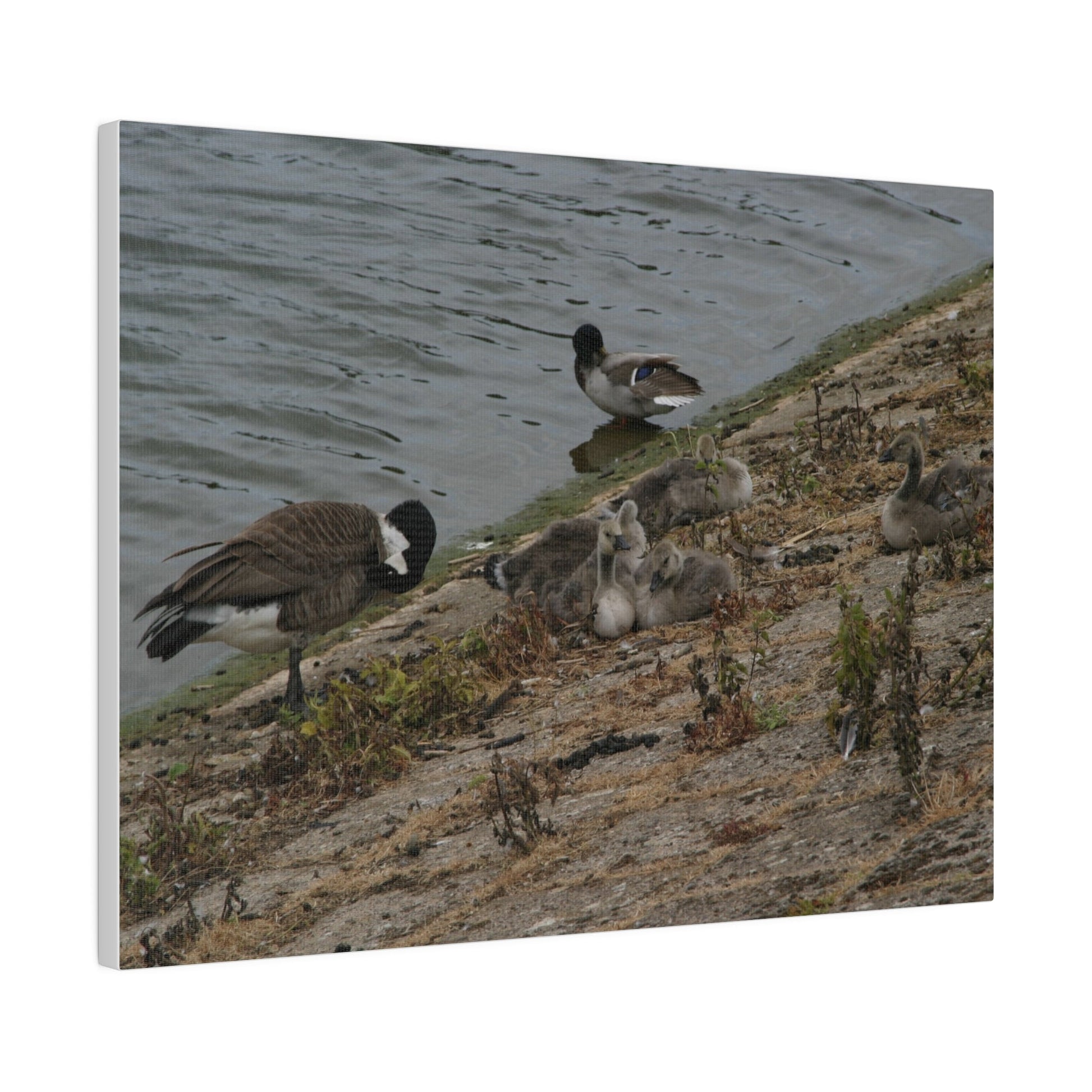 Goslings With Their Mum, Canvas Print - The Trio Synergize Group