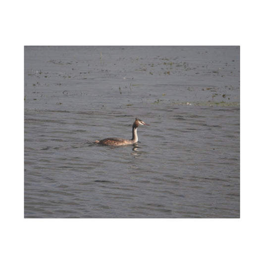 Great Crested Grebe On The Water Canvas Print - The Trio Synergize Group