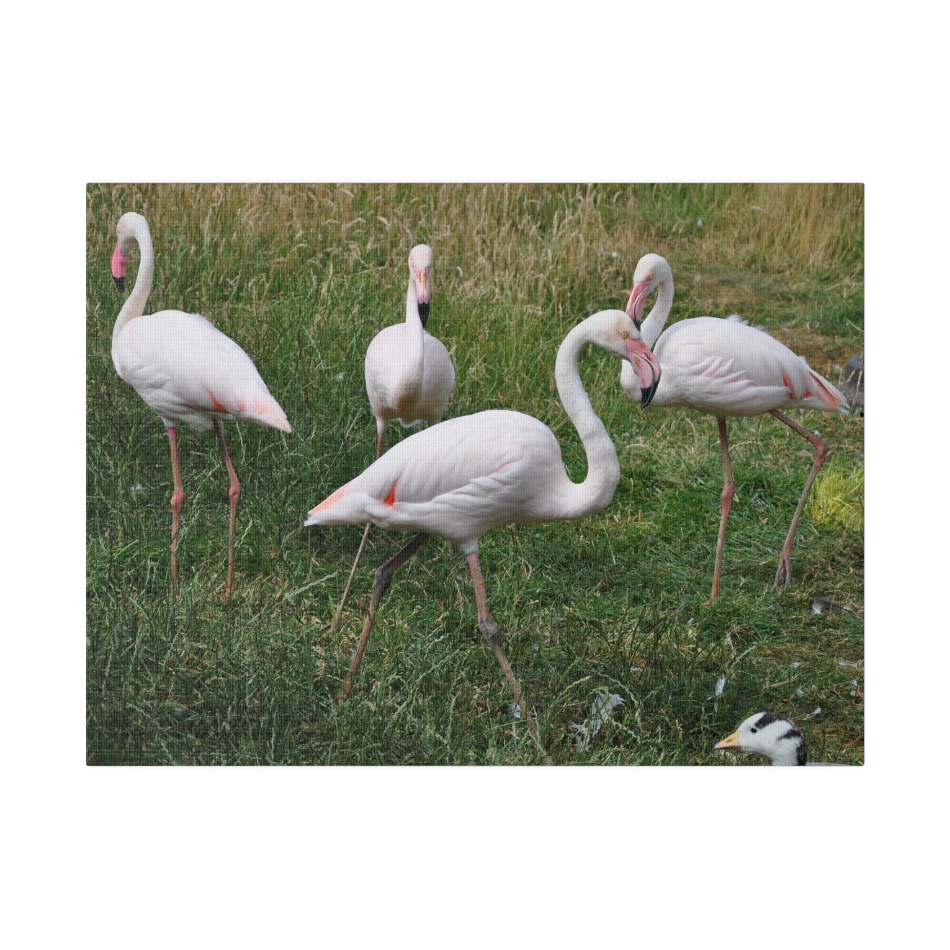 Four Greater Flamingos Canvas Print - The Trio Synergize Group
