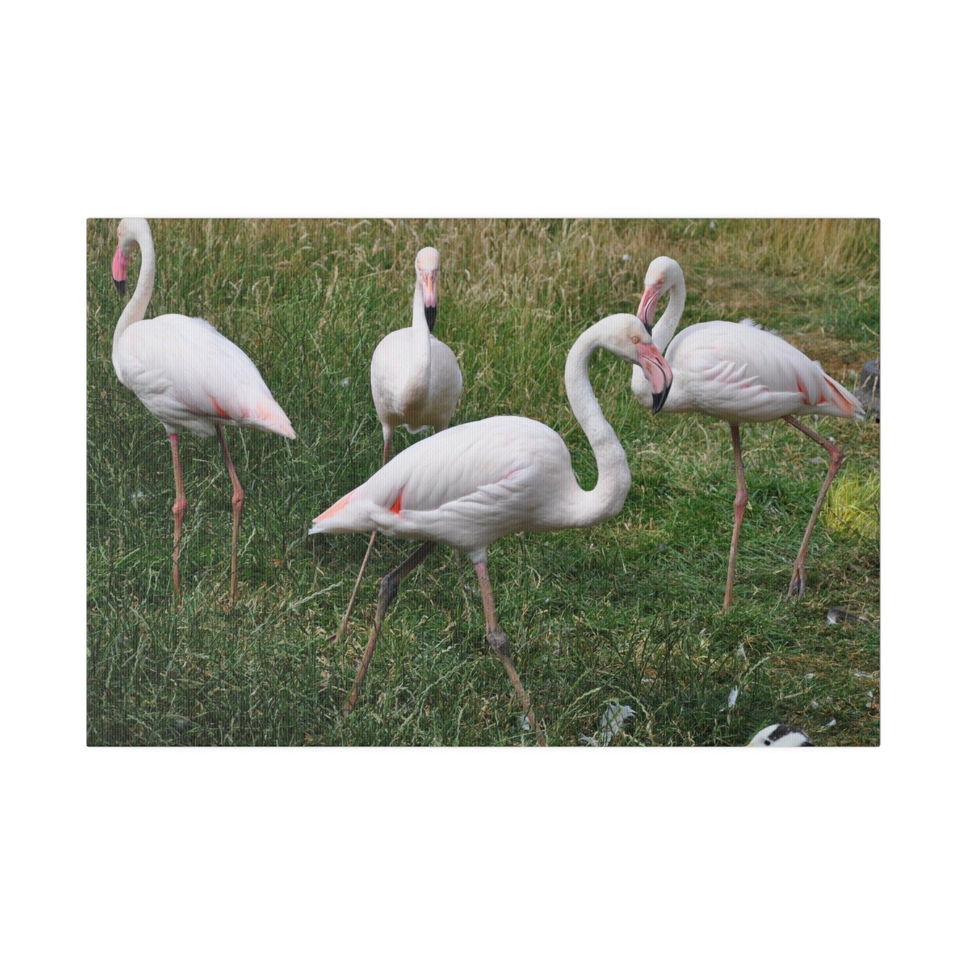Four Greater Flamingos Canvas Print - The Trio Synergize Group