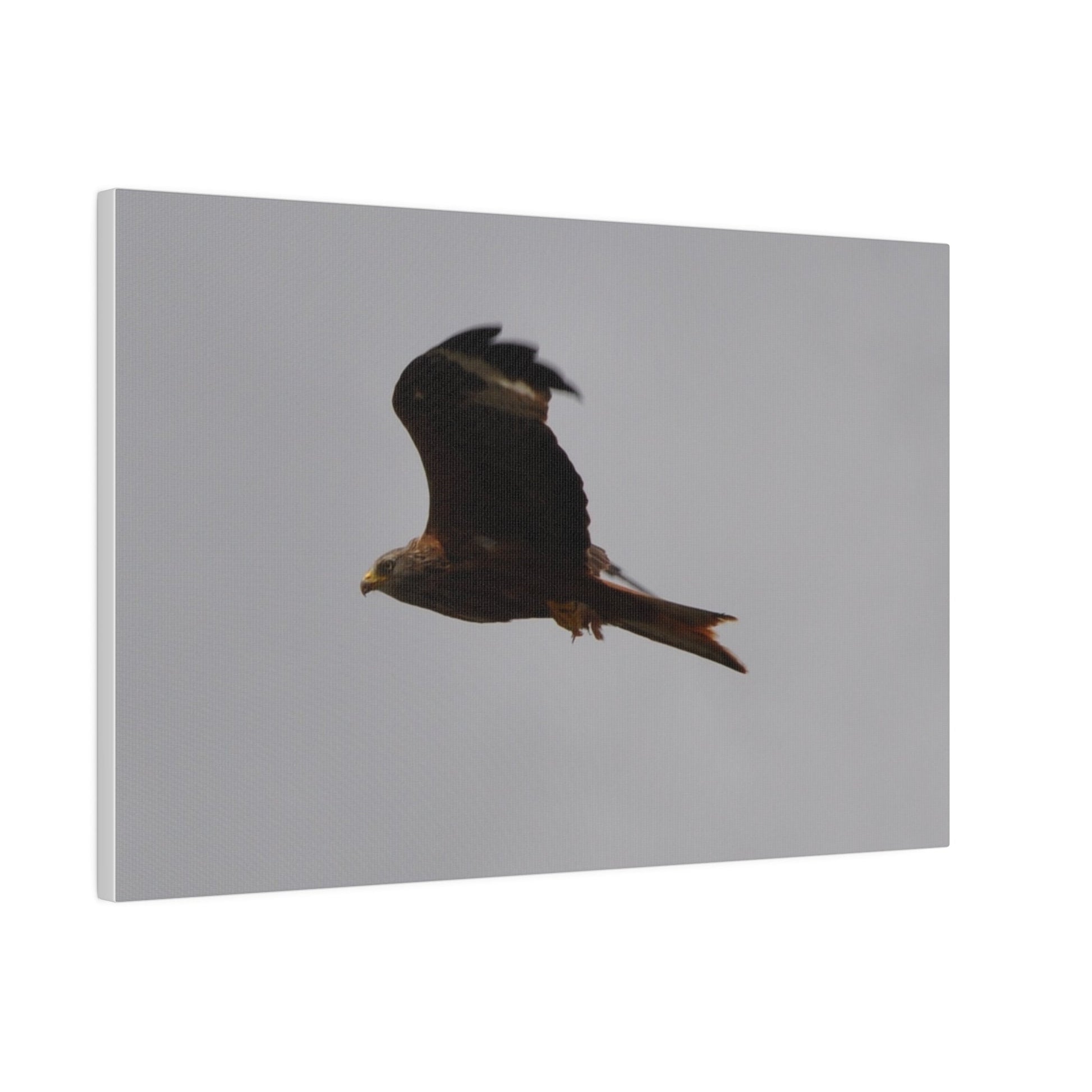 Hawk Flying With A Chick In It's Claws, Matte Canvas, Stretched, 0.75" - The Trio Synergize Group