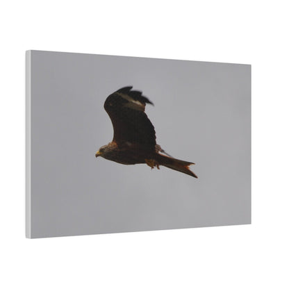 Hawk Flying With A Chick In It's Claws, Matte Canvas, Stretched, 0.75" - The Trio Synergize Group