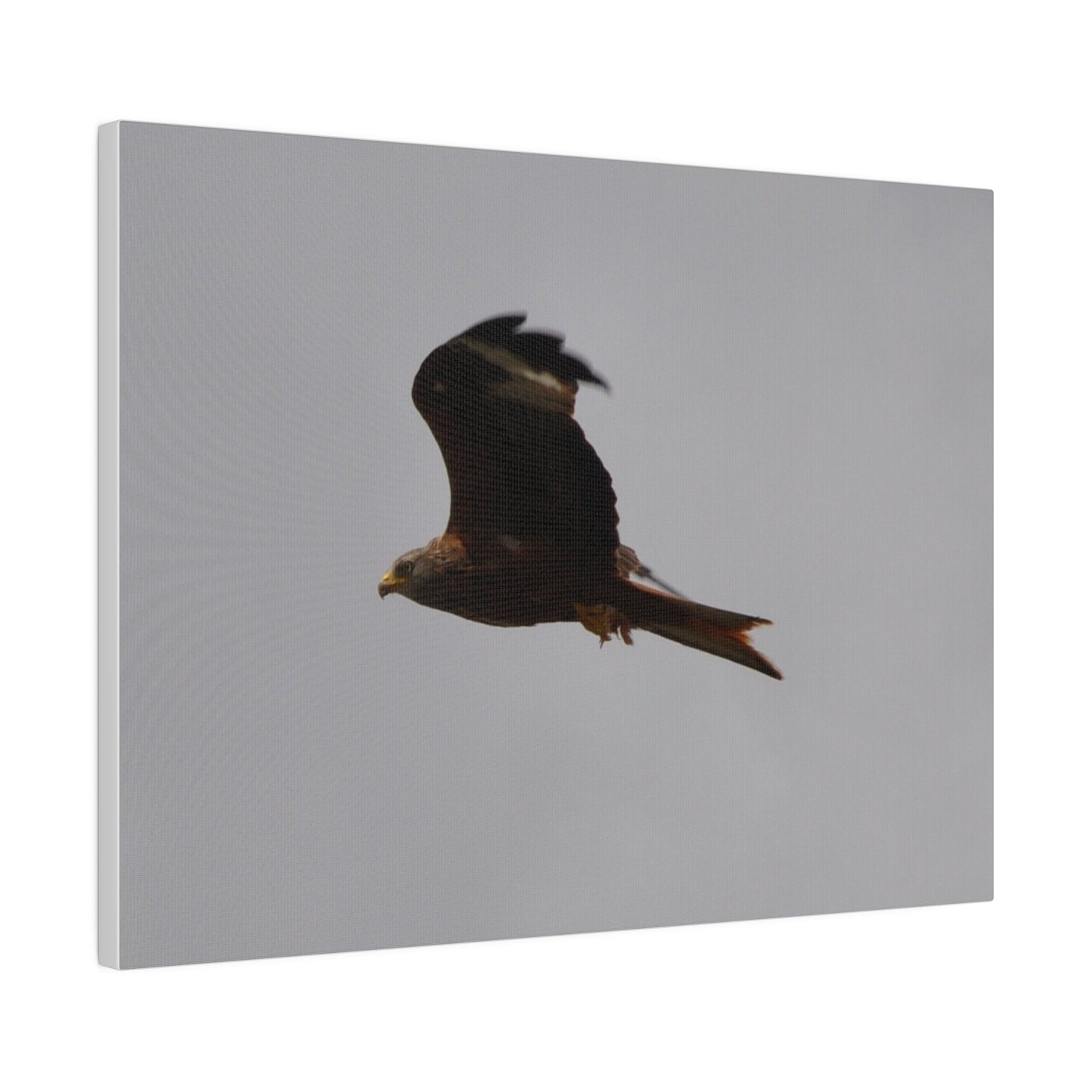 Hawk Flying With A Chick In It's Claws, Matte Canvas, Stretched, 0.75" - The Trio Synergize Group
