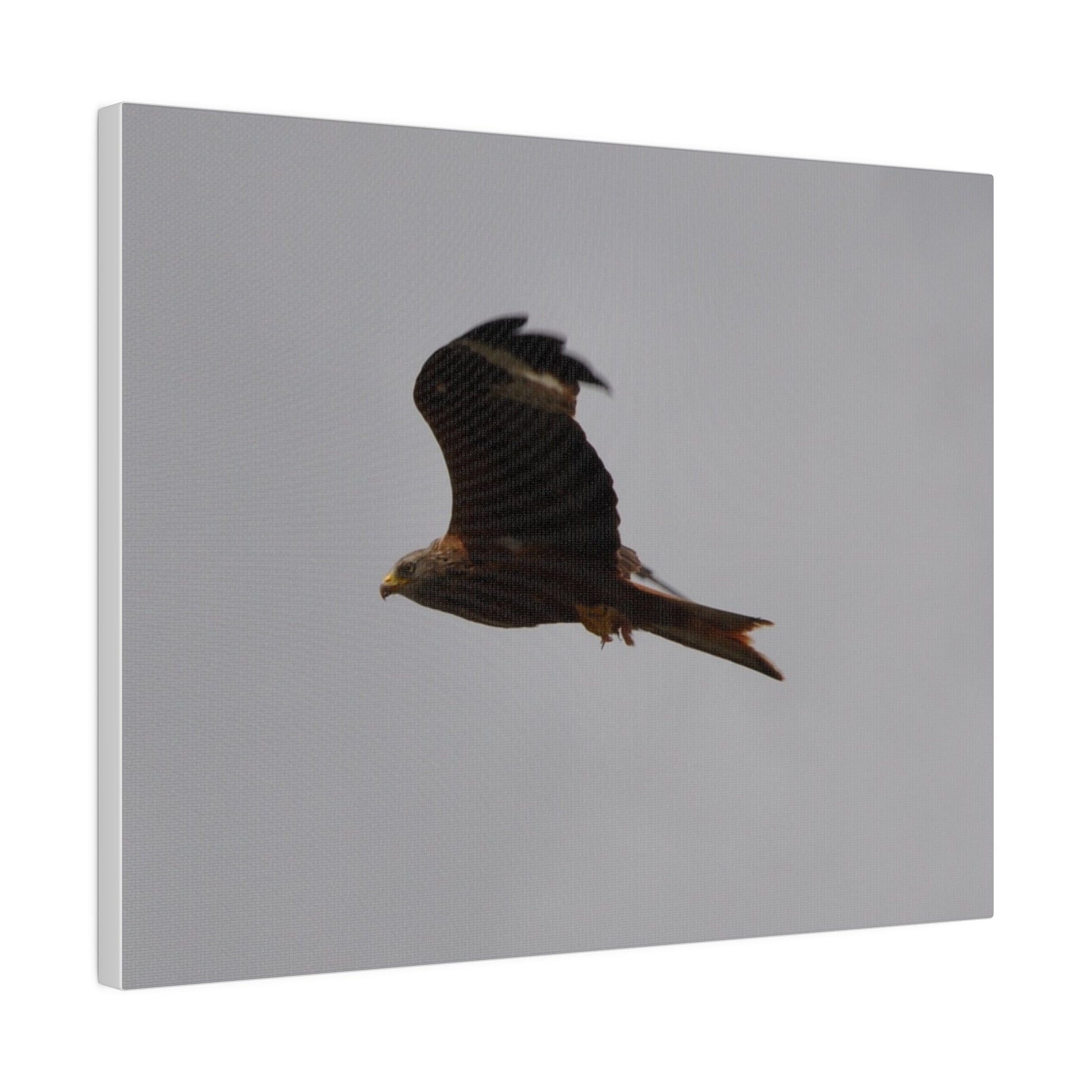 Hawk Flying With A Chick In It's Claws, Matte Canvas, Stretched, 0.75" - The Trio Synergize Group