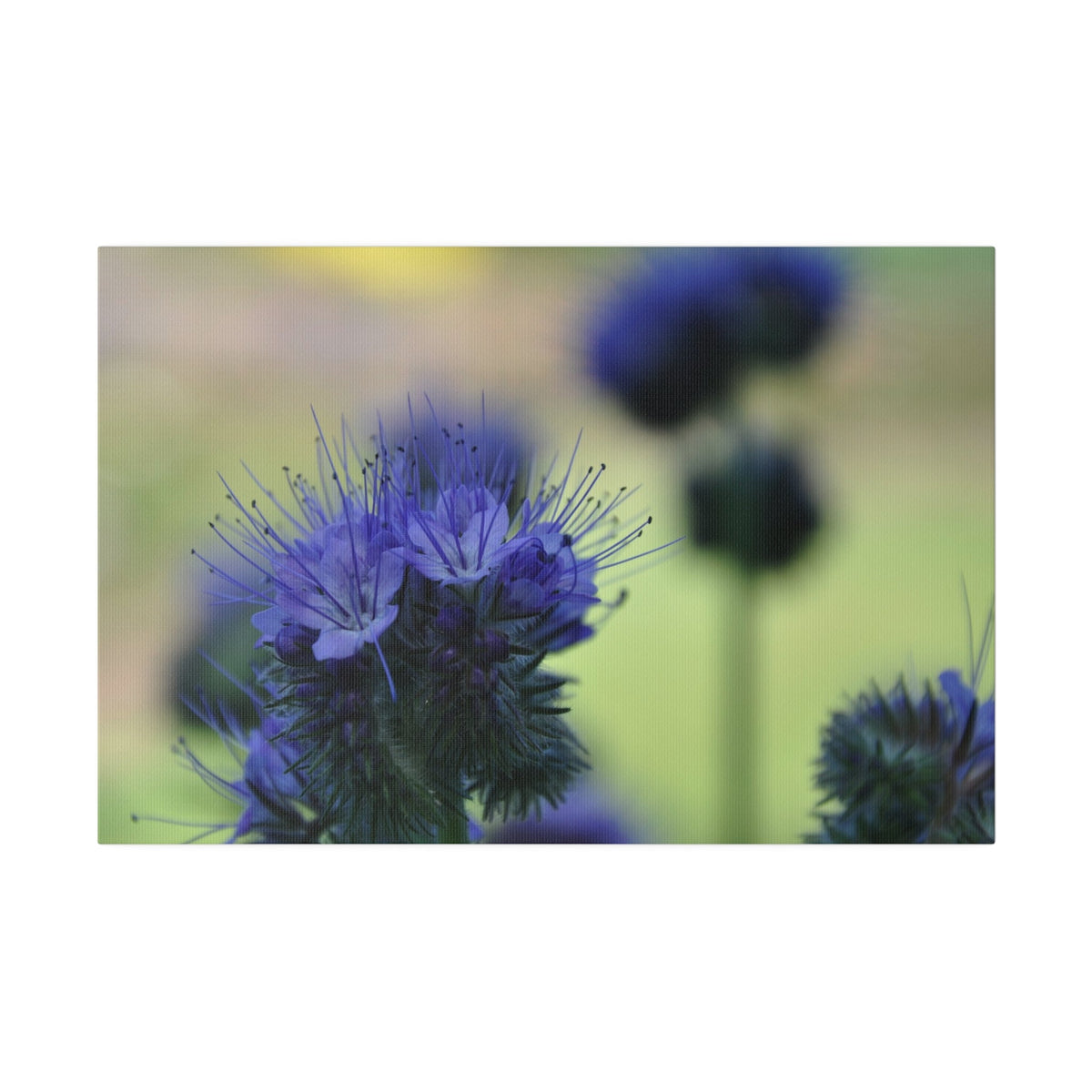 Lacy Phacelia With Another Blurred in the Background Canvas - The Trio Synergize Group