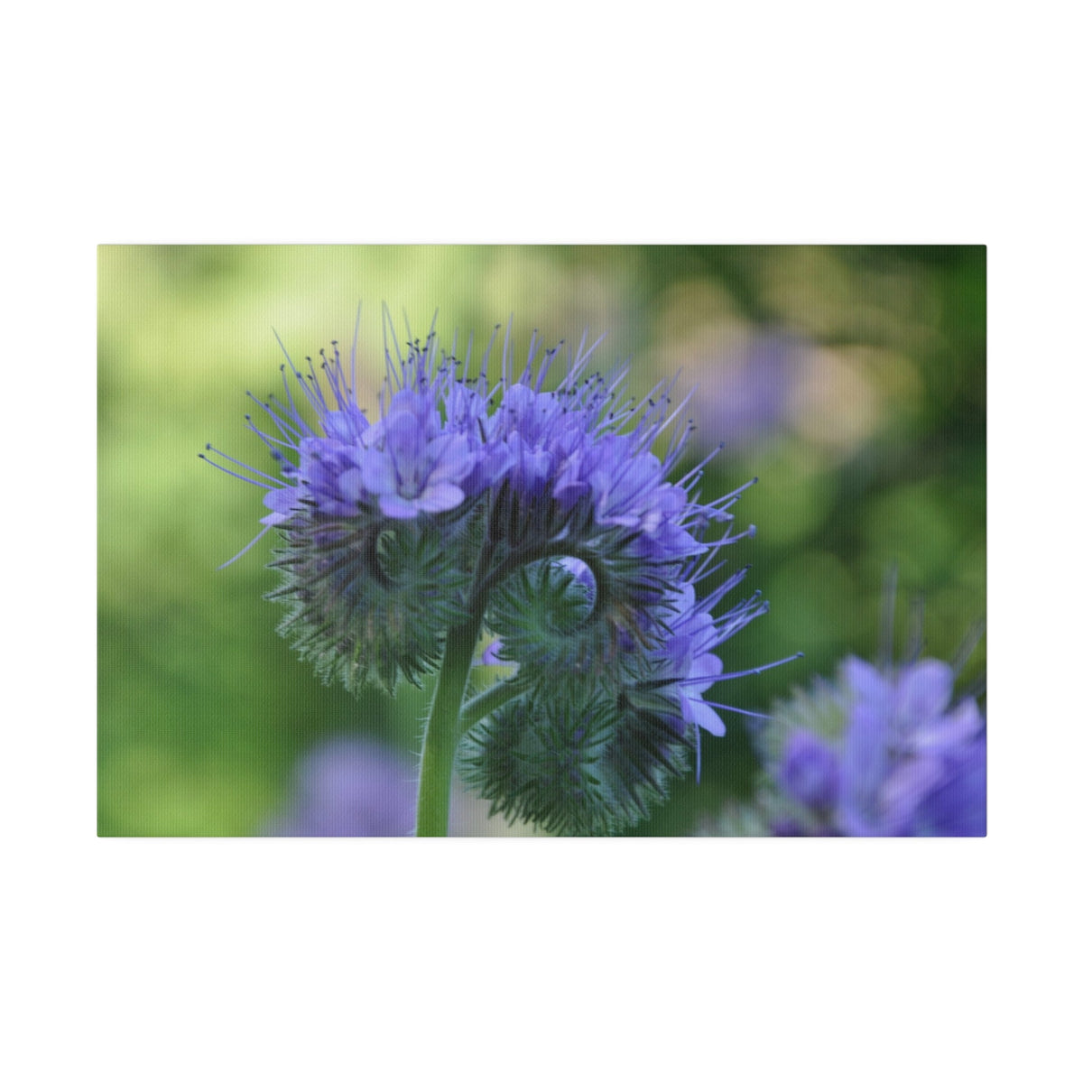 Lacy Phacelia With Blurred Background Canvas - The Trio Synergize Group