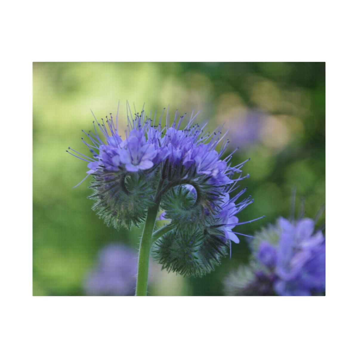 Lacy Phacelia With Blurred Background Canvas - The Trio Synergize Group