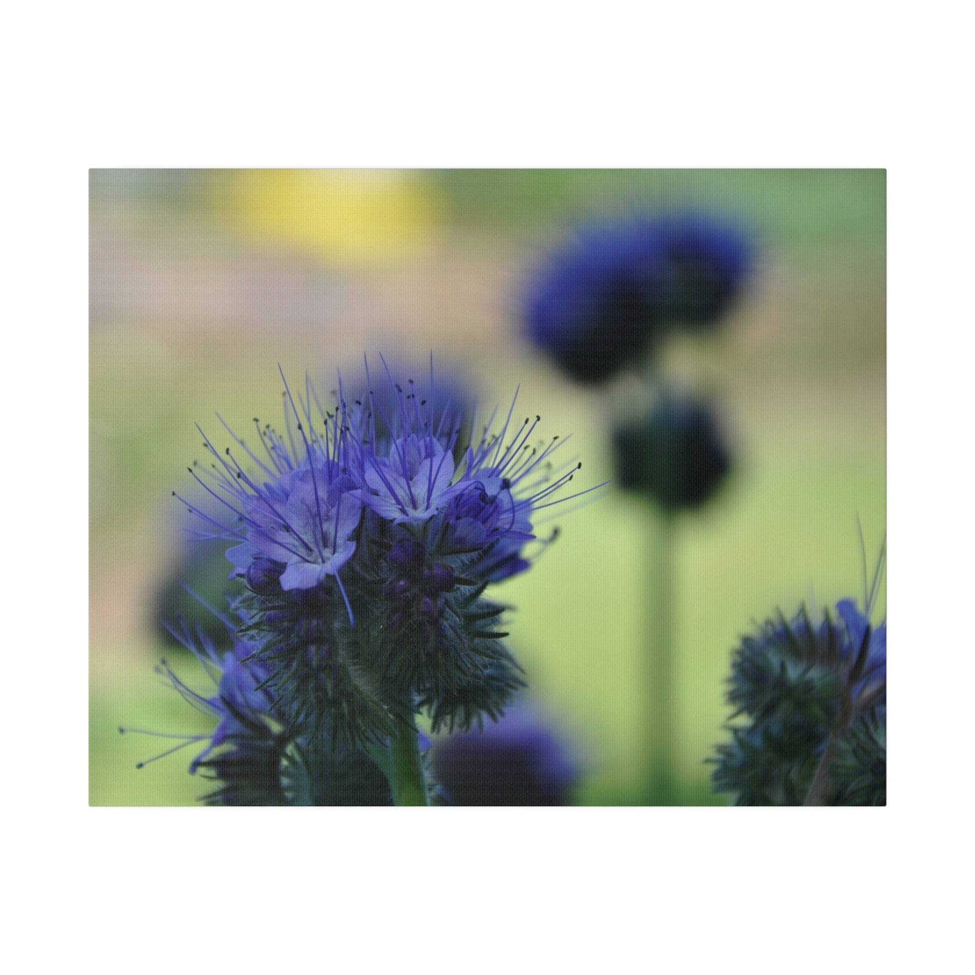Lacy Phacelia With Another Blurred in the Background Canvas - The Trio Synergize Group