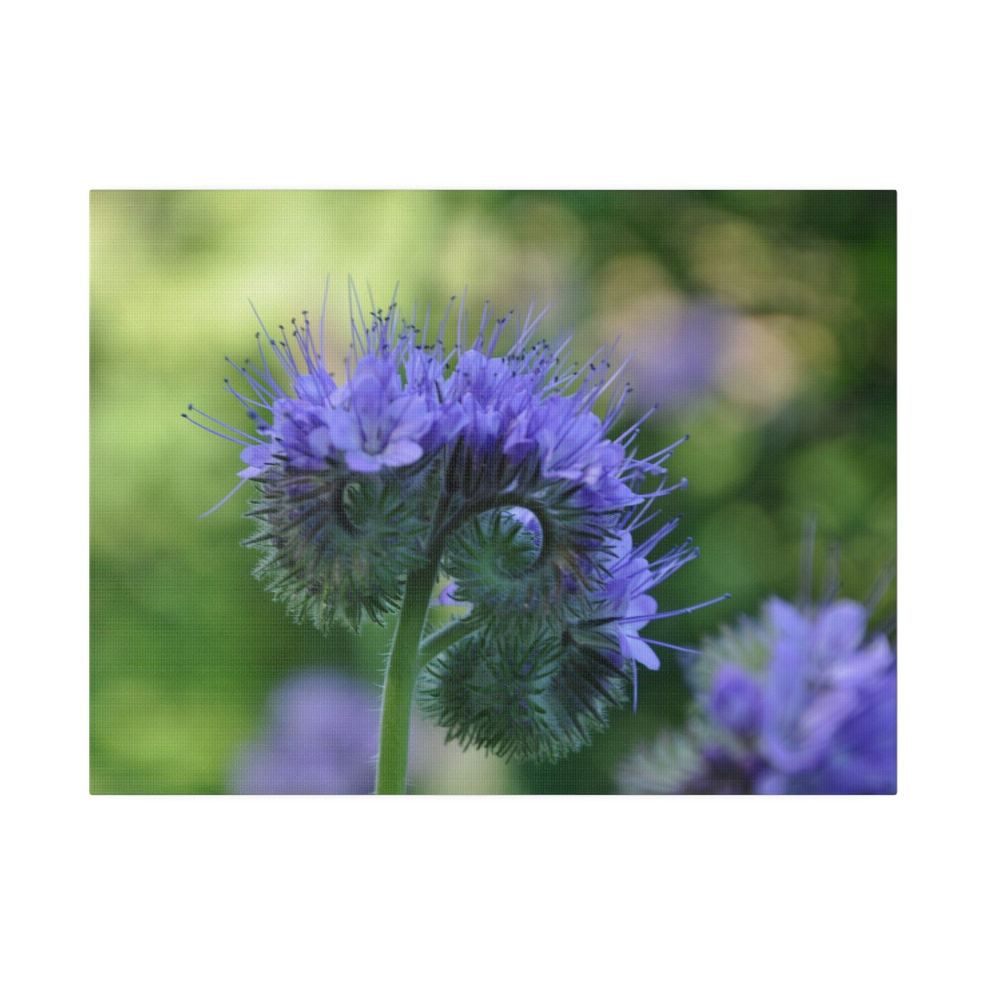 Lacy Phacelia With Blurred Background Canvas - The Trio Synergize Group