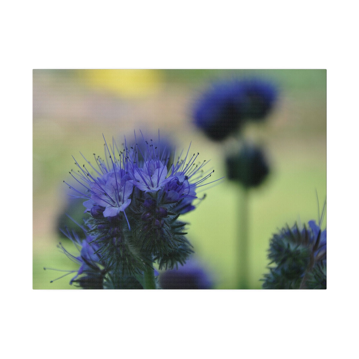 Lacy Phacelia With Another Blurred in the Background Canvas - The Trio Synergize Group