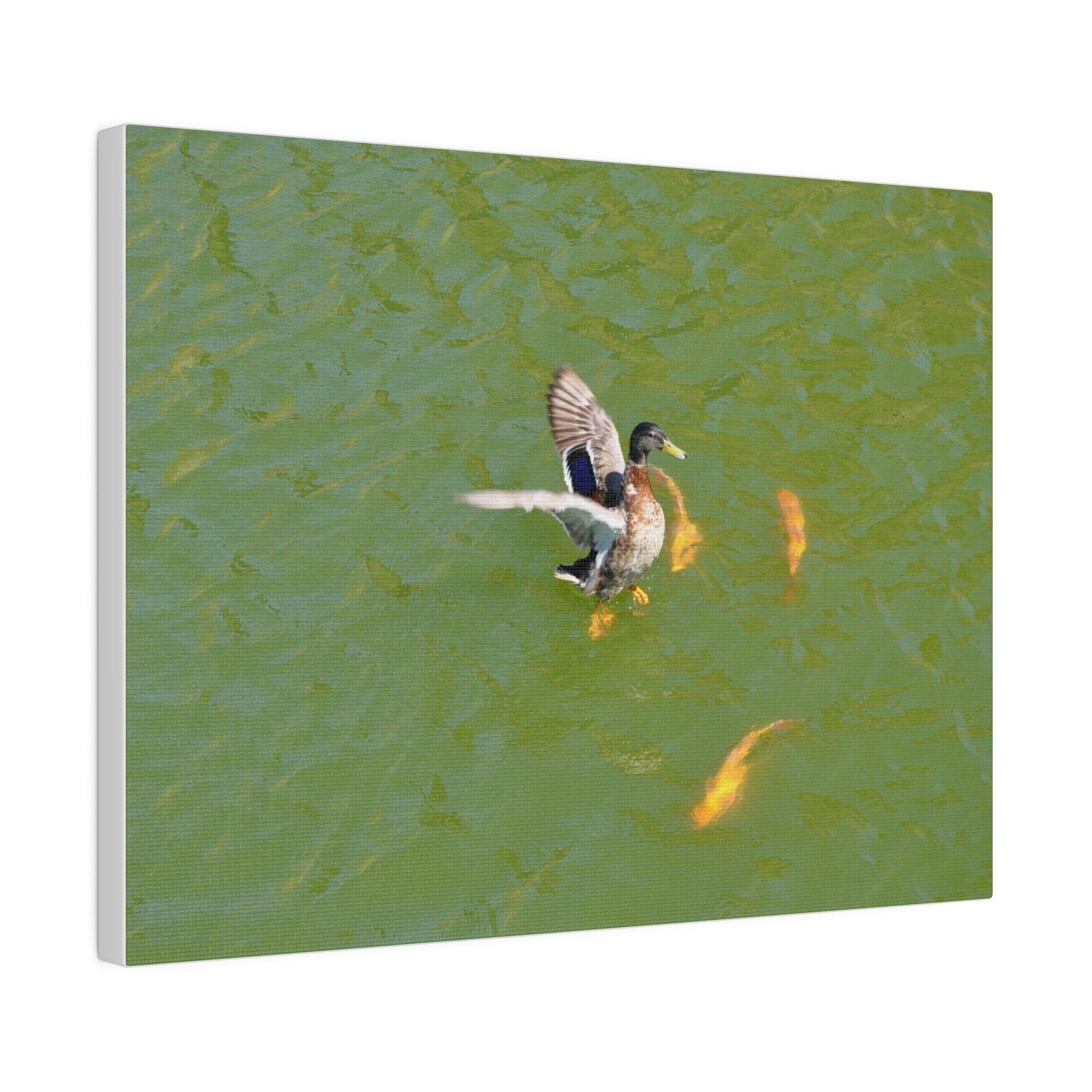 Male Duck Flapping It's Wings And Fish Canvas - The Trio Synergize Group