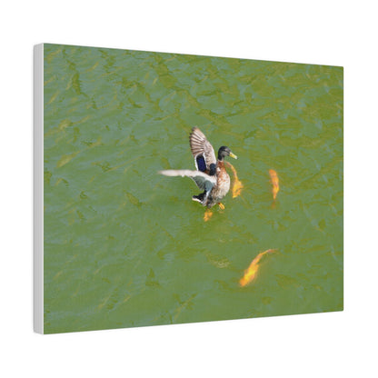 Male Duck Flapping It's Wings And Fish Canvas - The Trio Synergize Group