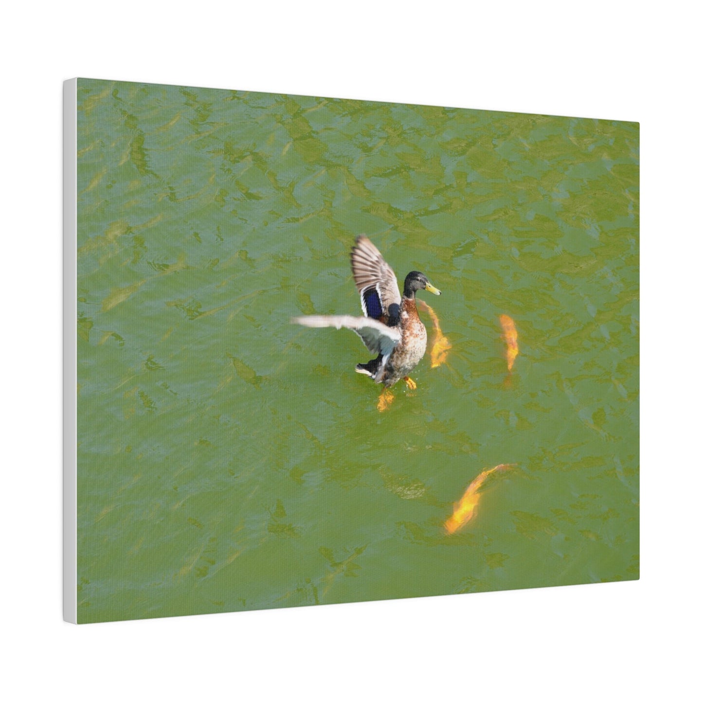Male Duck Flapping It's Wings And Fish Canvas - The Trio Synergize Group