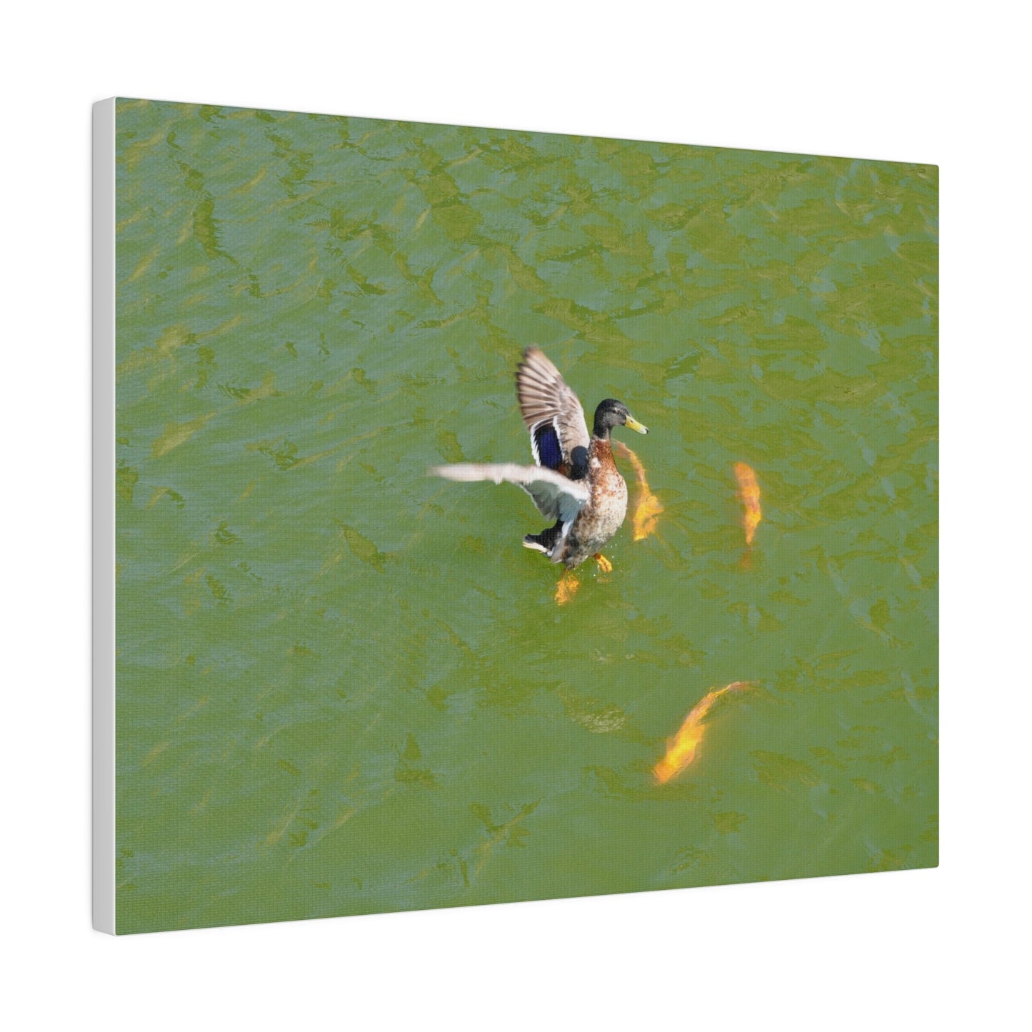 Male Duck Flapping It's Wings And Fish Canvas - The Trio Synergize Group