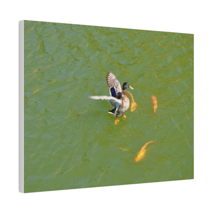 Male Duck Flapping It's Wings And Fish Canvas - The Trio Synergize Group