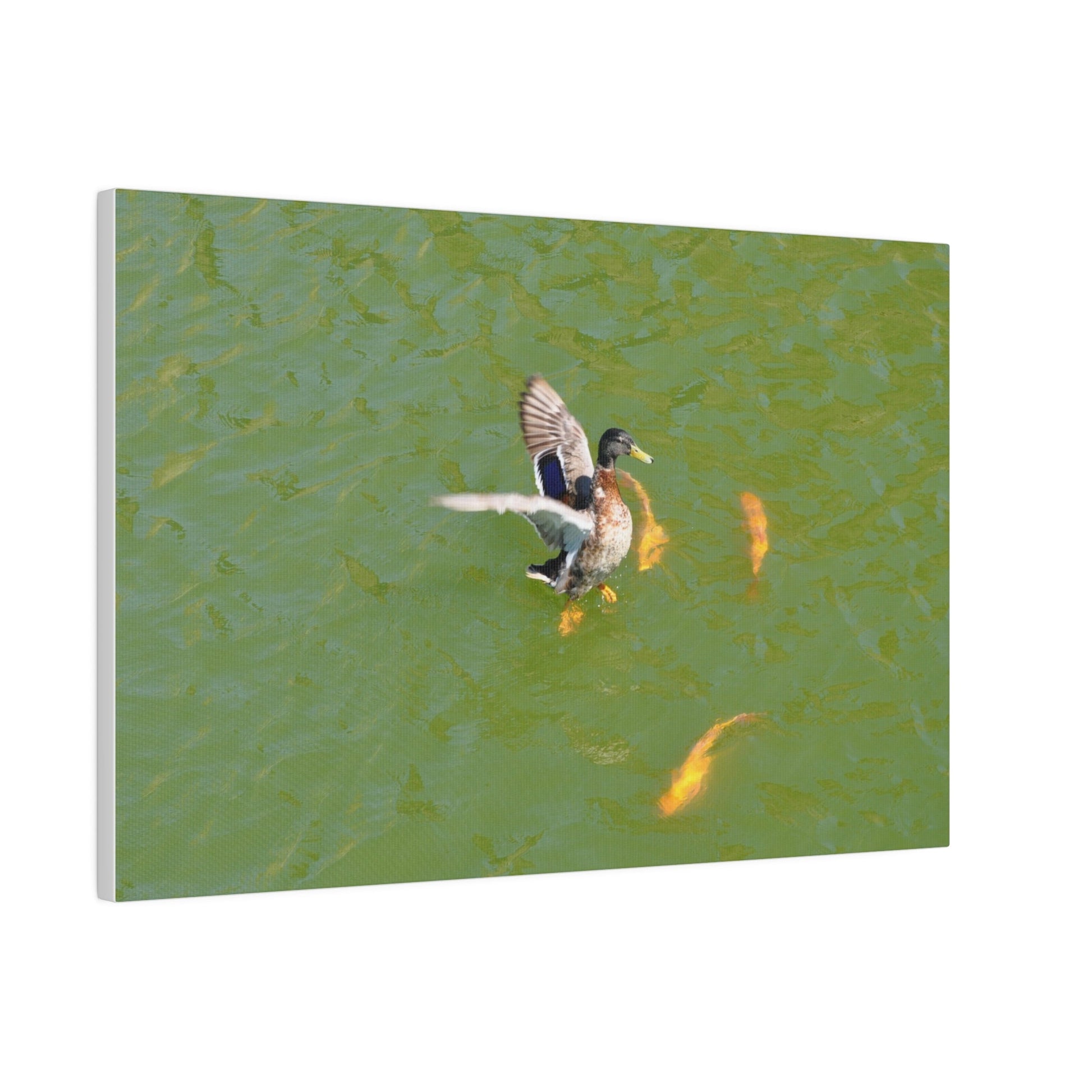Male Duck Flapping It's Wings And Fish Canvas - The Trio Synergize Group