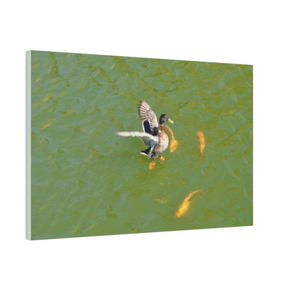 Male Duck Flapping It's Wings And Fish Canvas - The Trio Synergize Group