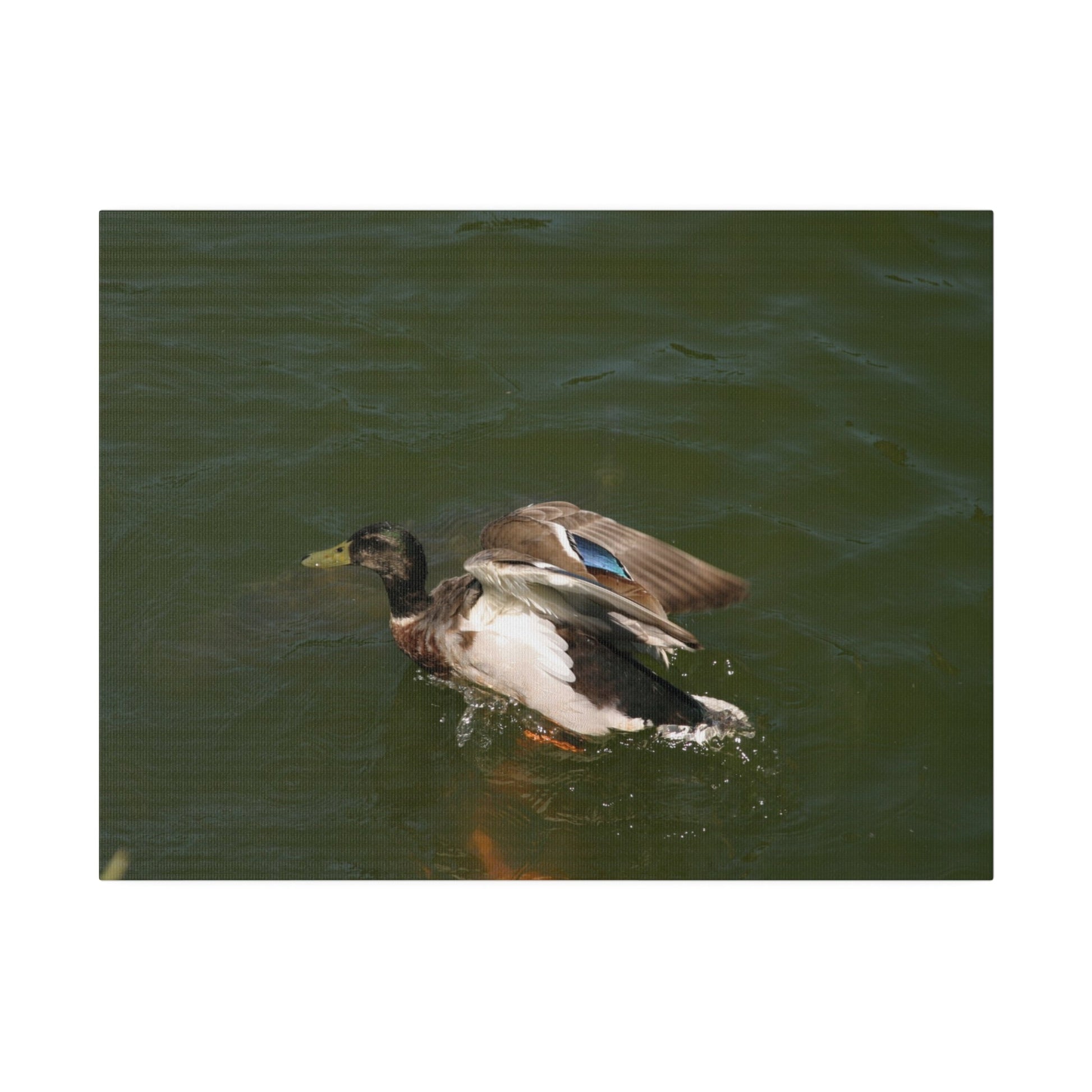 Single Male Duck Opening It's Wings On The Water Canvas - The Trio Synergize Group