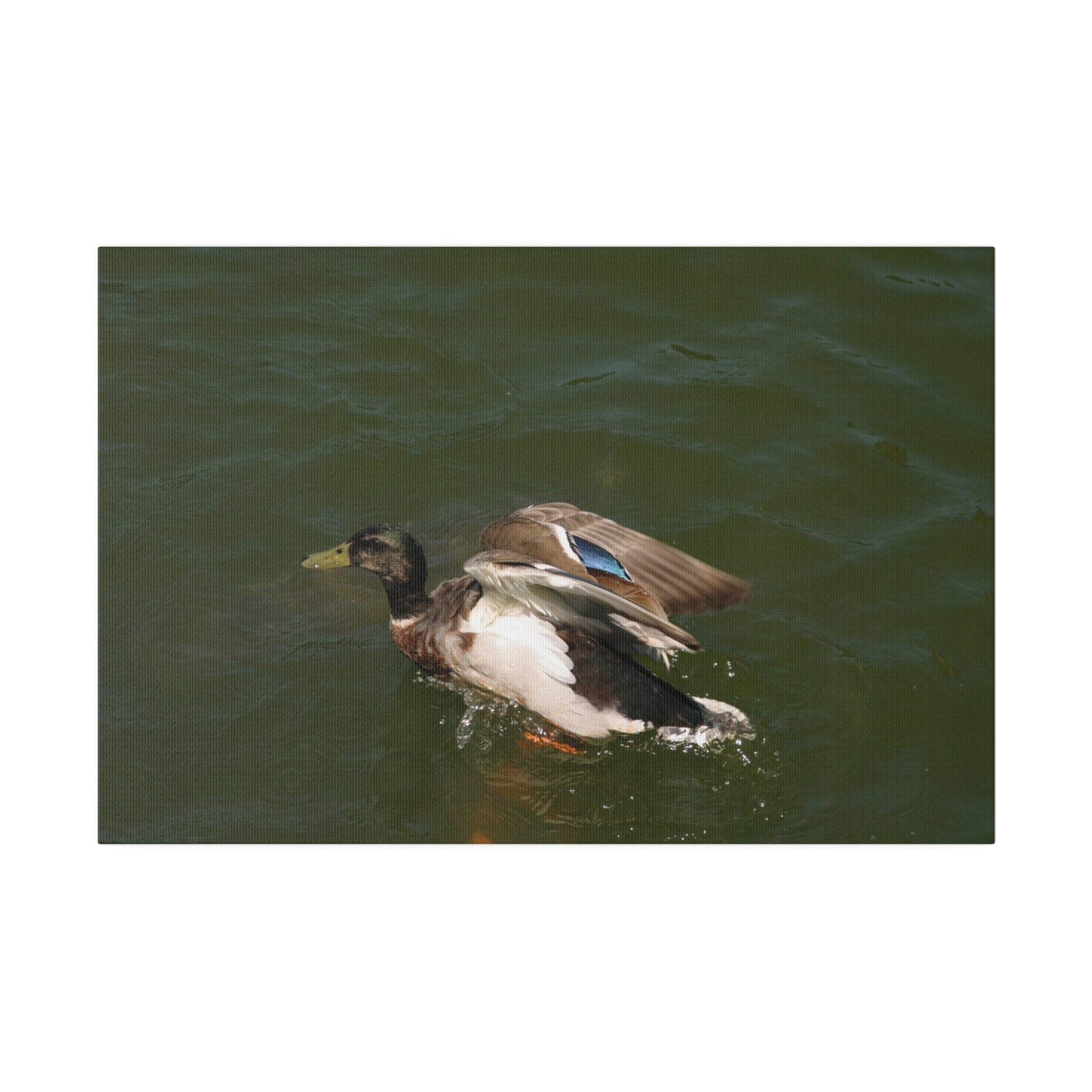 Single Male Duck Opening It's Wings On The Water Canvas - The Trio Synergize Group
