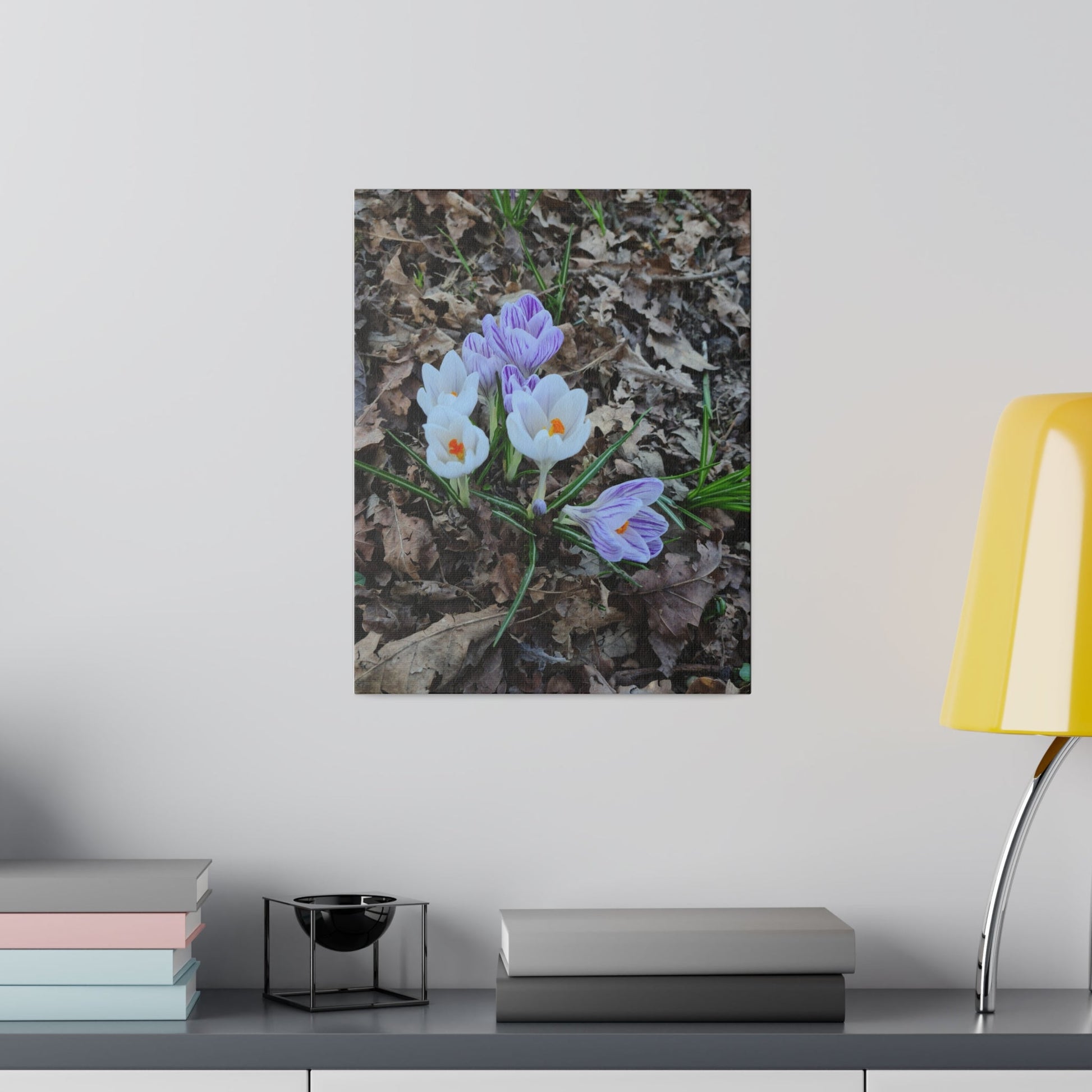 Mixed Colour Crocuses, Matte Canvas, Stretched, 0.75" - The Trio Synergize Group